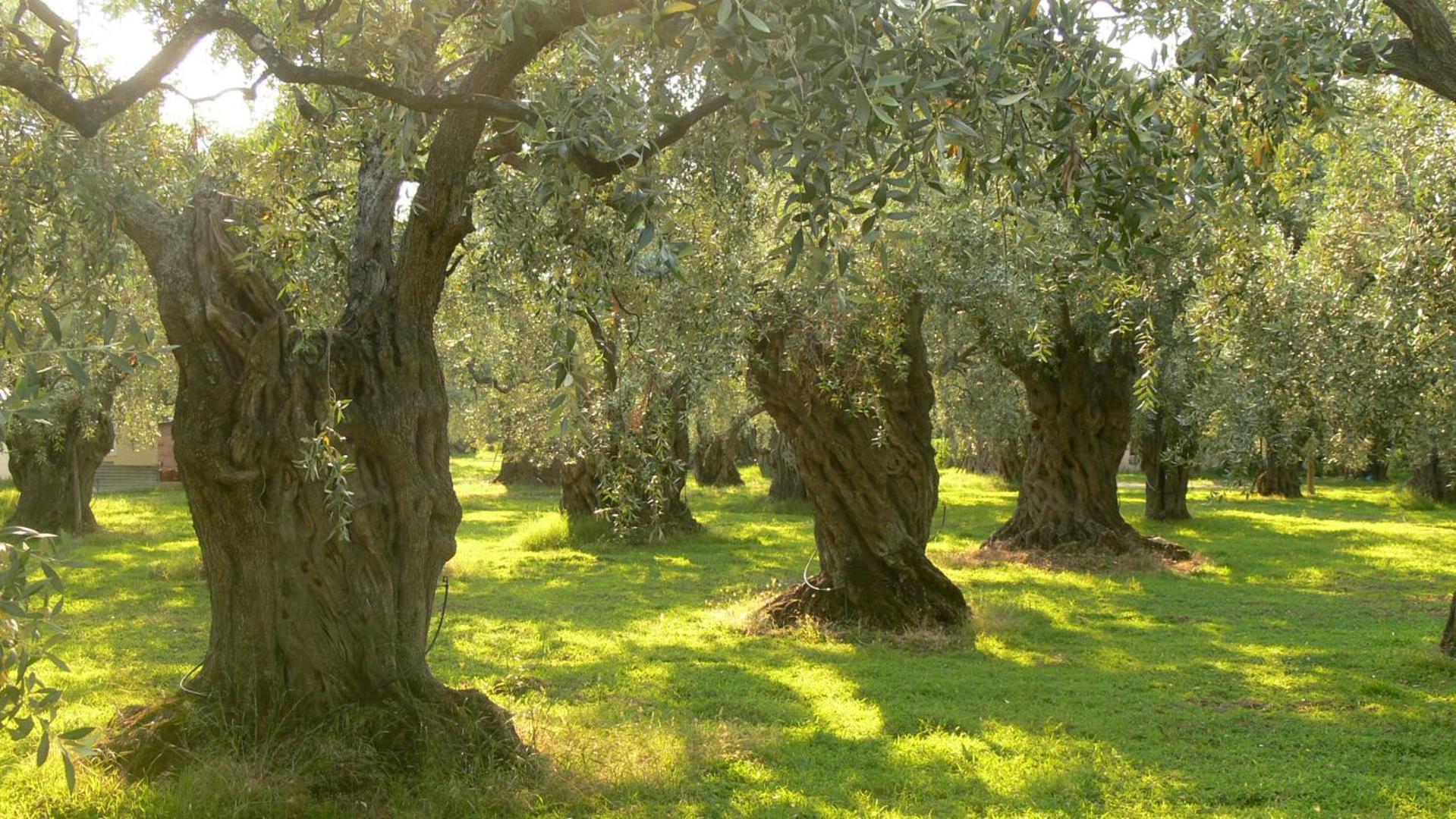 Вілла Kladas House Xanthates Corfu Xanthatai Екстер'єр фото